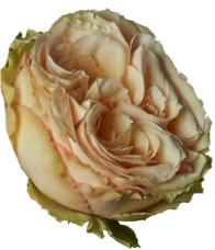 Pure Love Heart Arrangement - Image 2